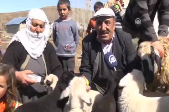 Koyun beşiz doğurdu