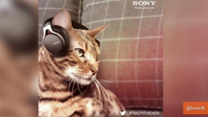 The Best April Fool's Day 2013 Internet Pranks