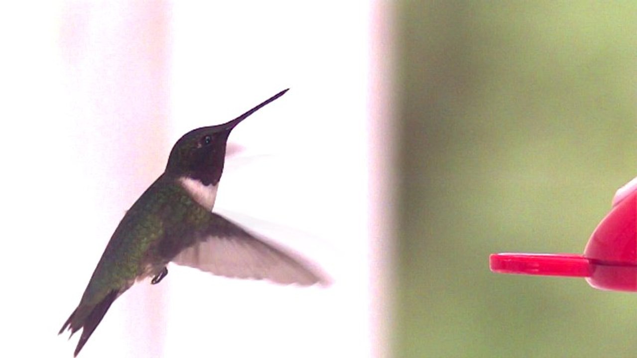 Slow motion Humming bird