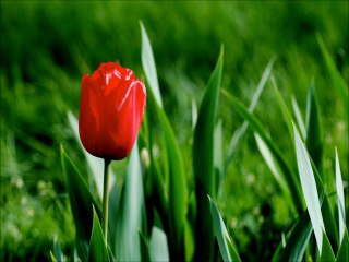 Erkan Oğur &  İsmail H. Demircioğlu ~ Cevizin Yaprağı Dal Arasında