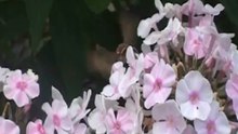 Бабочка - колибри