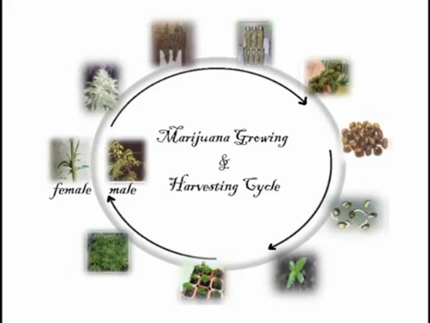 ⁣Grow Marijuana Calendar: Easy Growing Marijuana Tips, Drinks & Recipes