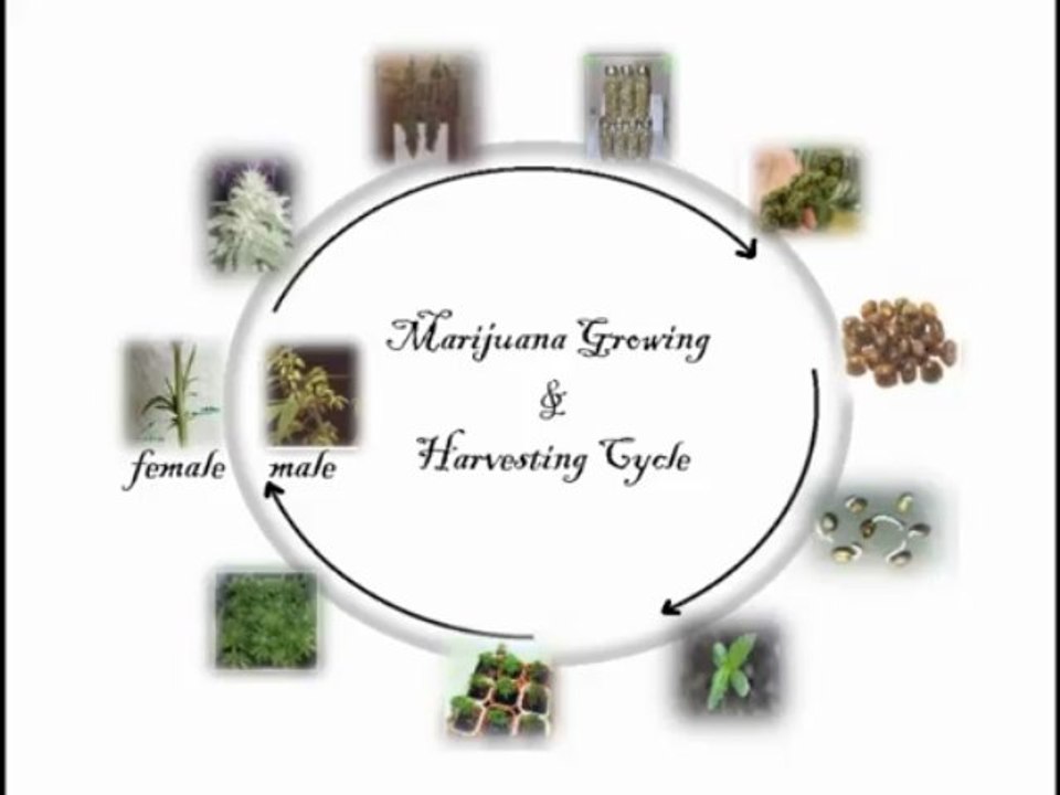 Grow Marijuana Calendar: Easy Growing Marijuana Tips, Drinks & Recipes