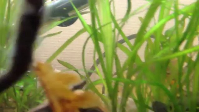 Couple Apistogramma cacatuoides du Pérou F1