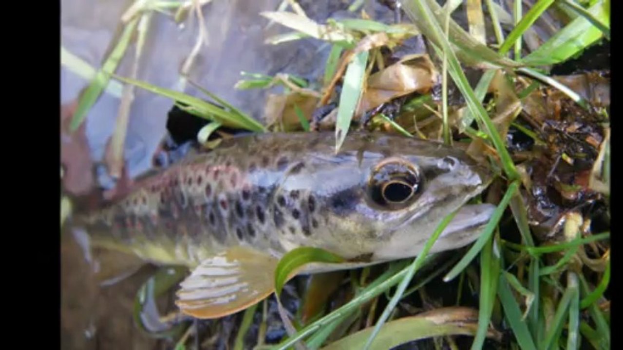 Pêche à la mouche / Rivières et truites du Morvan