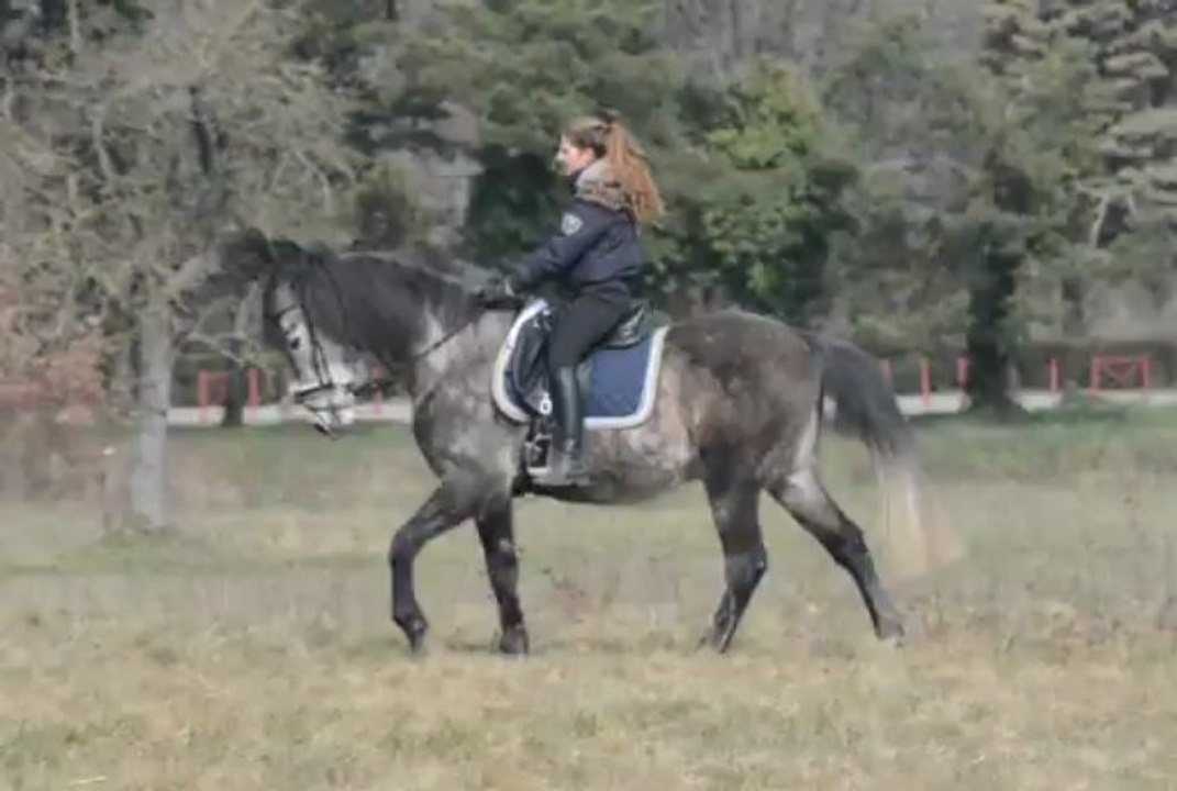 Galop à gauche sans étriers