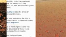 Africa's Fairy Circles Linked to Savvy Termites