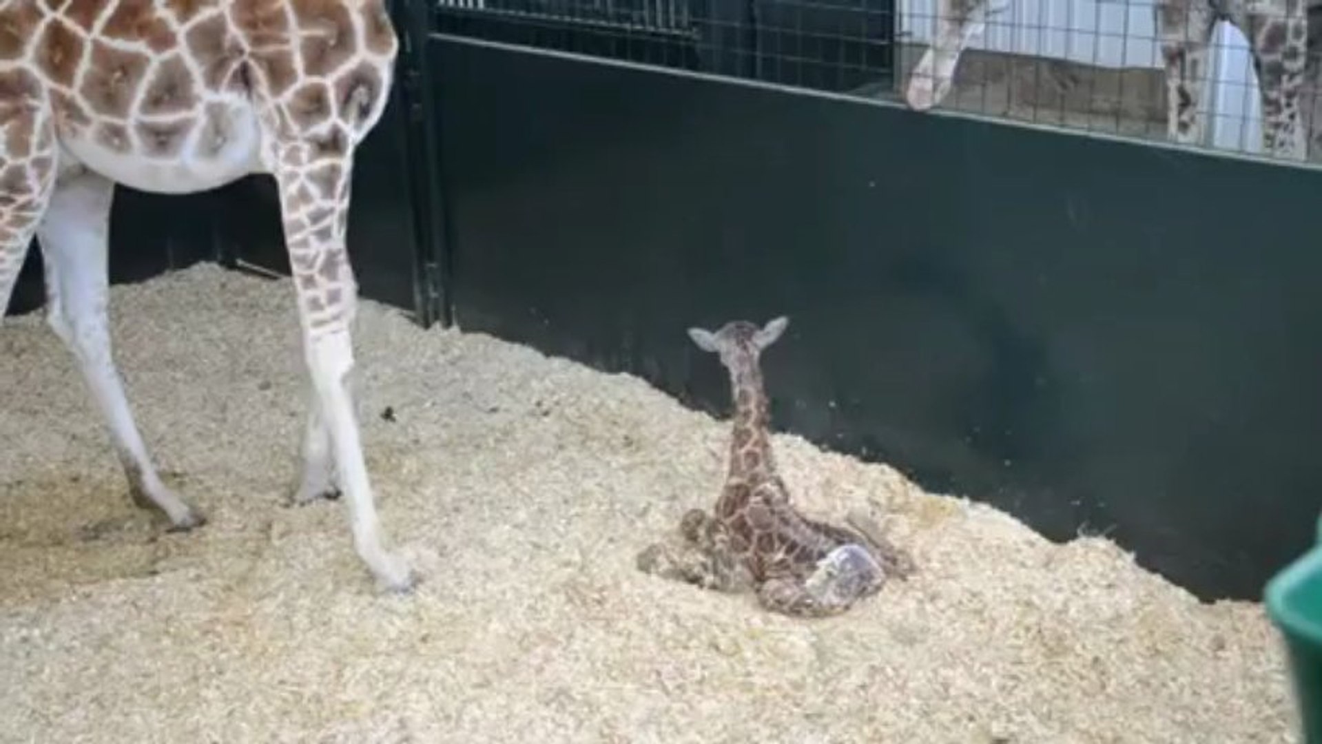 Les Premiers Pas De Bebe Girafe Video Dailymotion