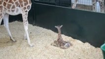 Les premiers pas de bébé girafe