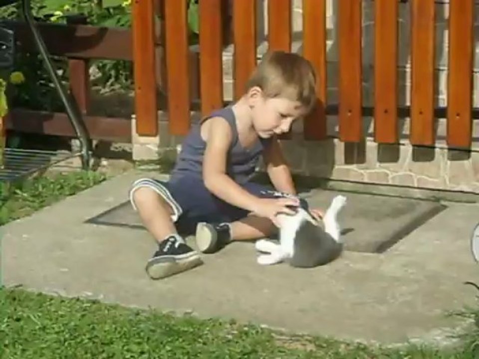 287povero gatto