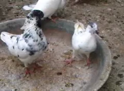 VID 00059-20130401-1802