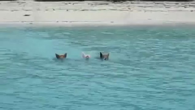 Aux Bahamas, les cochons viennent à la nage rencontrer les bateaux