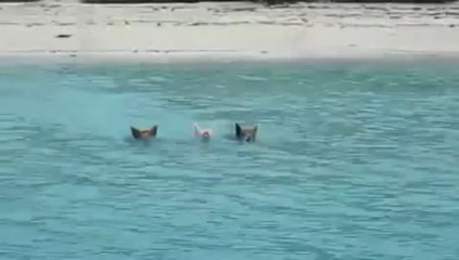 Aux Bahamas, les cochons viennent à la nage rencontrer les bateaux