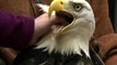 Rehabilitated eagles released into Alaska wild