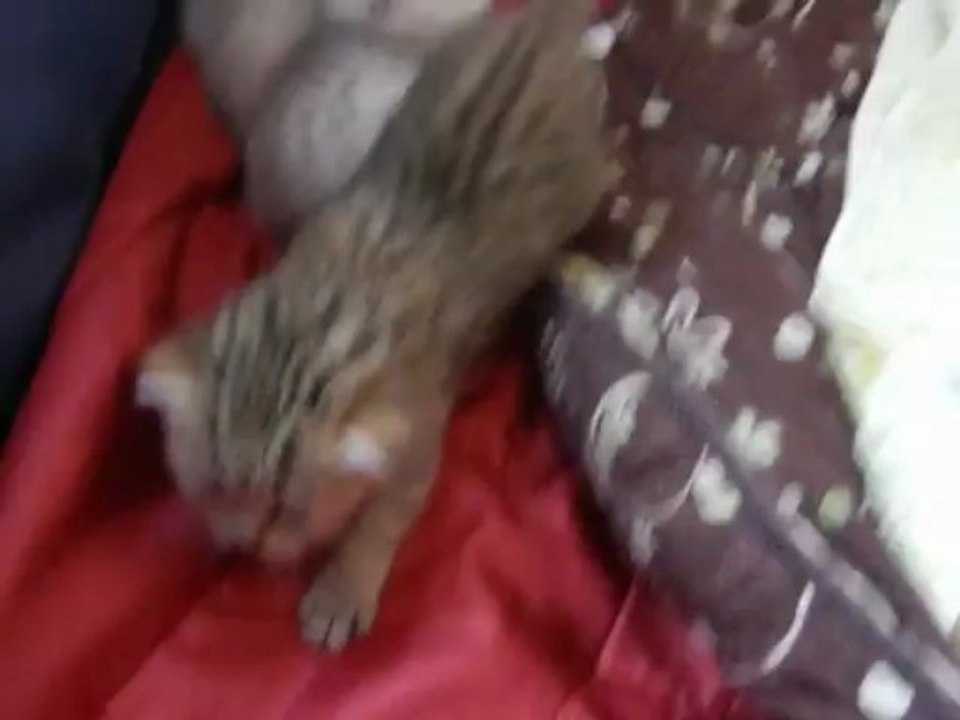 BB de Heidi le 02.04.2013 (1)