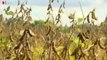Gift auf dem Acker - Monsanto Roundup (3sat)