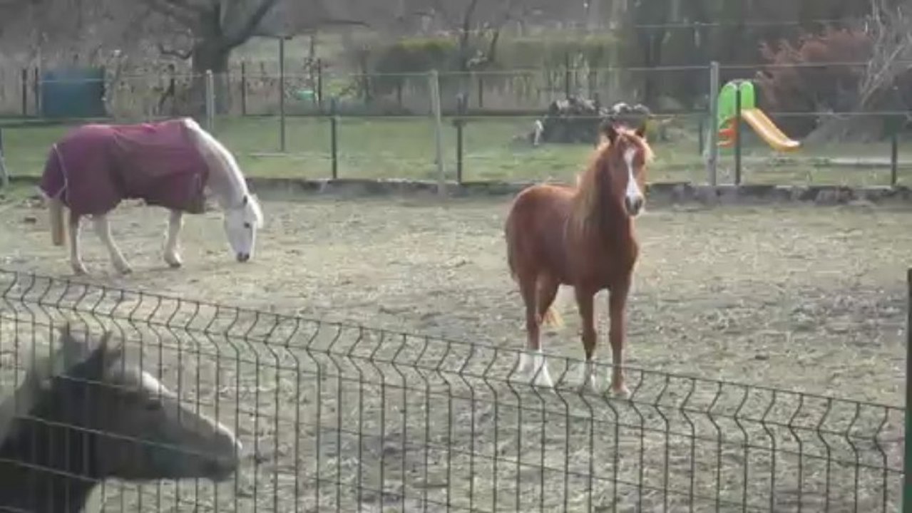 Les poulains qui s'amuse à la course poursuite