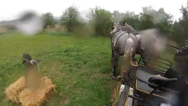 Ptv des percherons