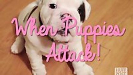 When Puppies Attack
