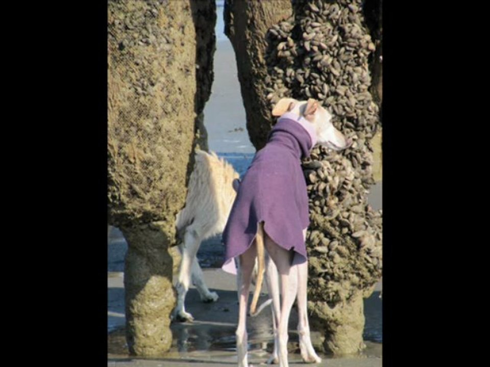 Der Osterhase am Meer !