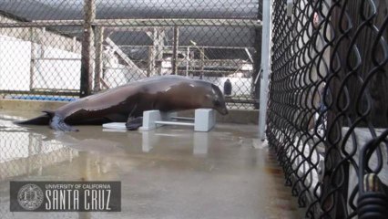 Dancing Sea Lion Keeps the Beat