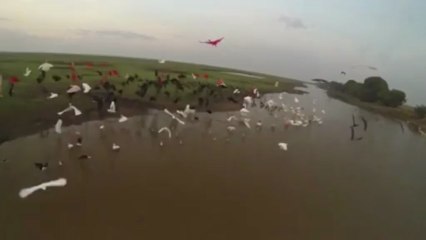 Hato El cedral slowmotion