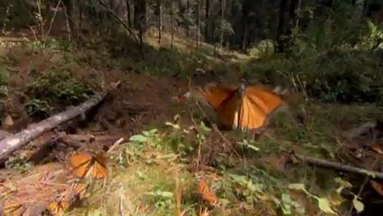 Télécharger la video: Grandes migraciones 6 La ciencia de las migraciones