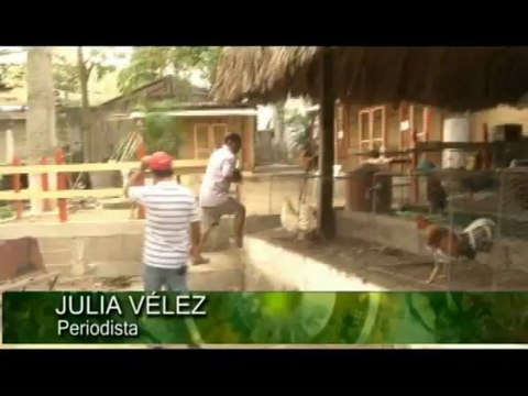 Sucre Visible Abril 3 de 2013 Gallos Finos