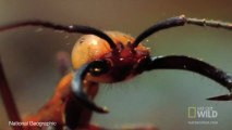 Scientists Develop Robotic Ants