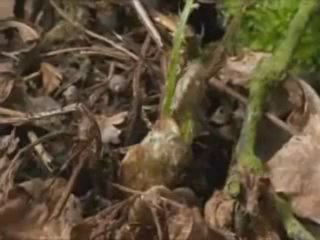 قراءه مميزة من سورة الأنبياء عام 1432