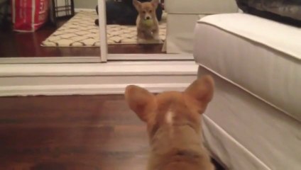 Corgi Puppy Sees Itself For The First Time