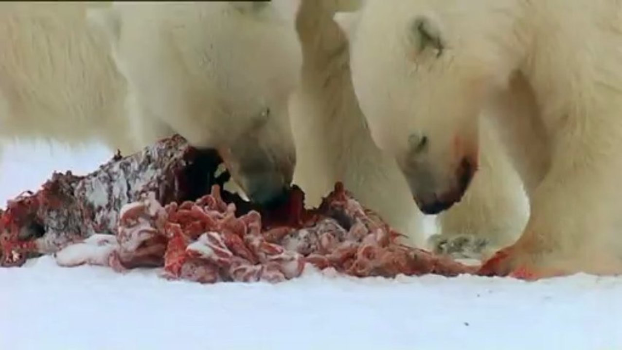 Ayilar Ve Ormandaki Casus