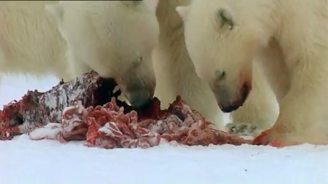 Ayilar Ve Ormandaki Casus