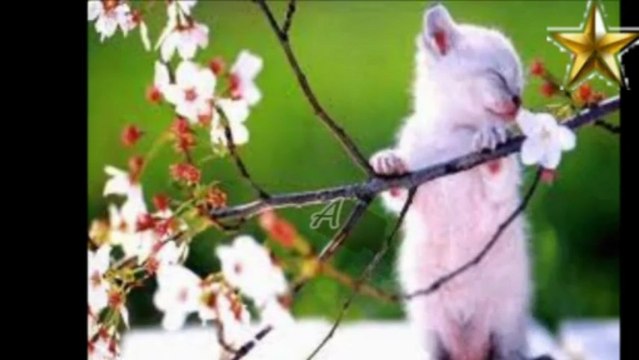 CANDAN ERÇETİN -BAHAR