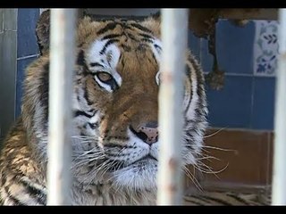 Napoli - La situazione allo zoo Edenlandia (immagini anni 80) (02.04.13)