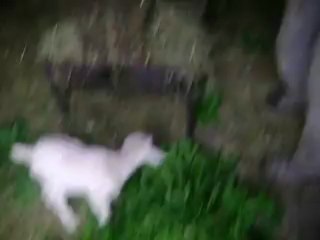 seddik et ses chèvres