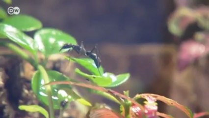 تربية النمل كحيوانات أليفة | يوروماكس