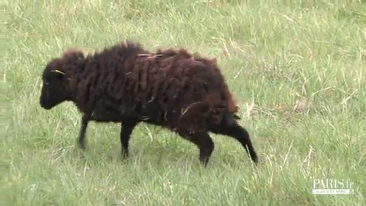 Des moutons dans la ville !