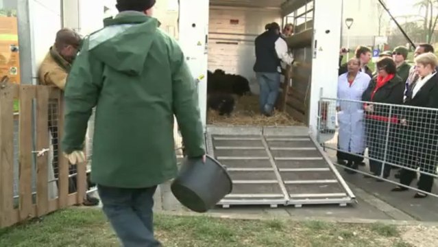 A Paris, des moutons en guise de tondeuses