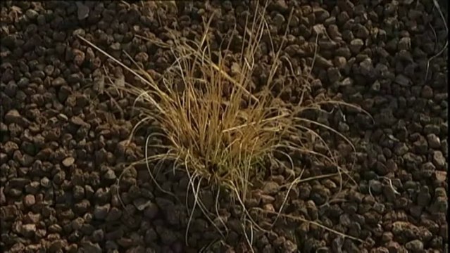 Des terrains végétaux bientôt sur les toits de Paris