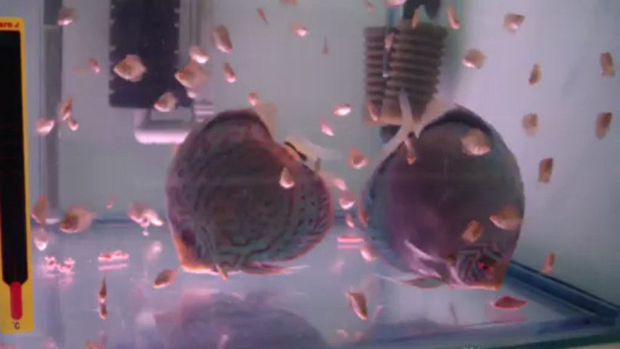 Altum Flora Çift İkinci Batın