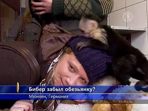 Джастин Бибер забыл про свою обезьянку?