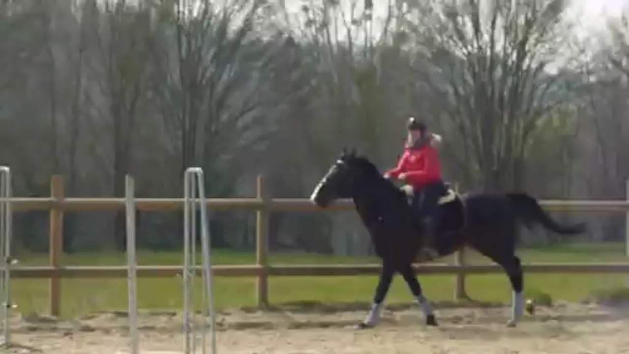 Cuba Libre passage de barre au sol au galop 31/03/13