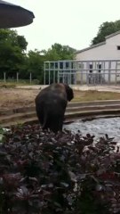 August 2012 Kiev Zoo new baby Elephant