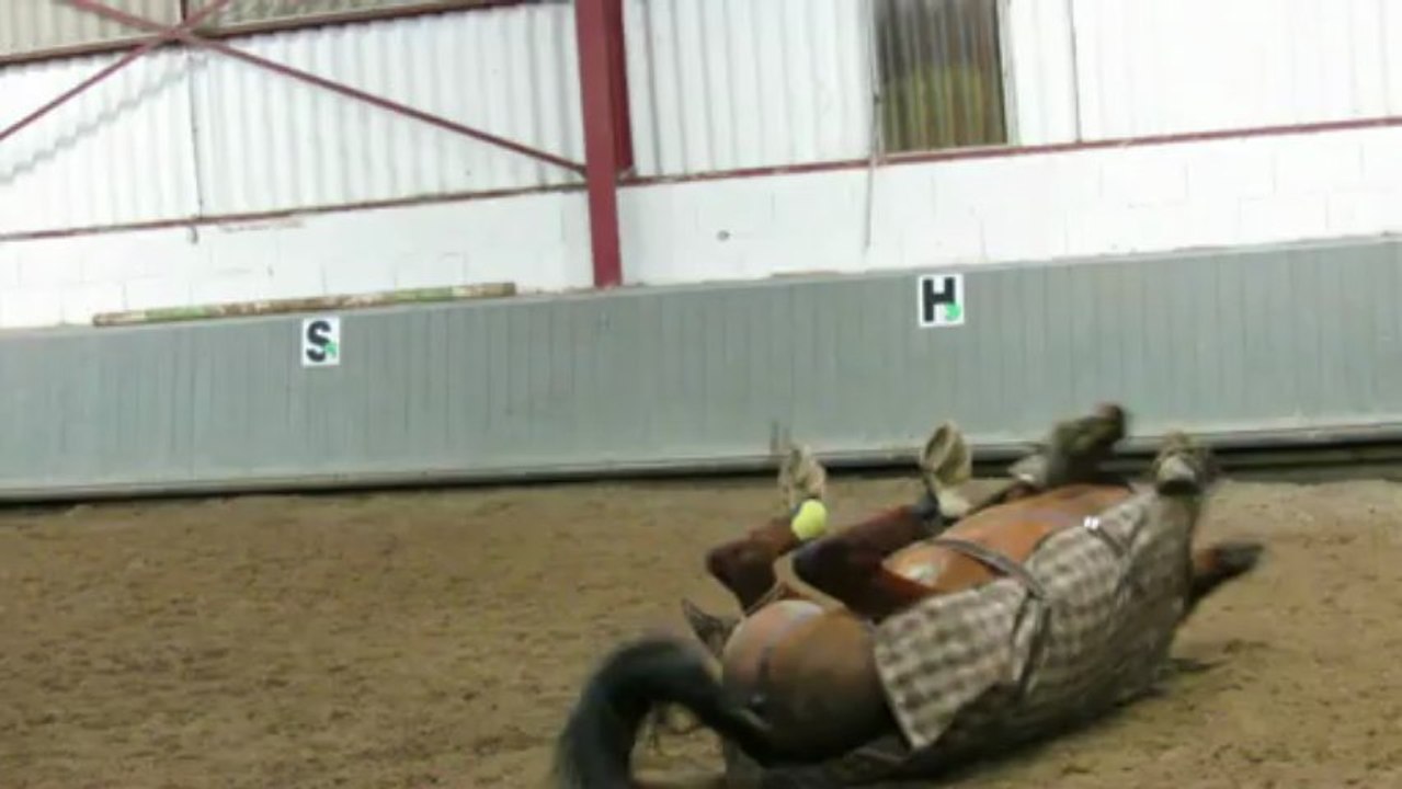 Galahad qui se roule. ♥