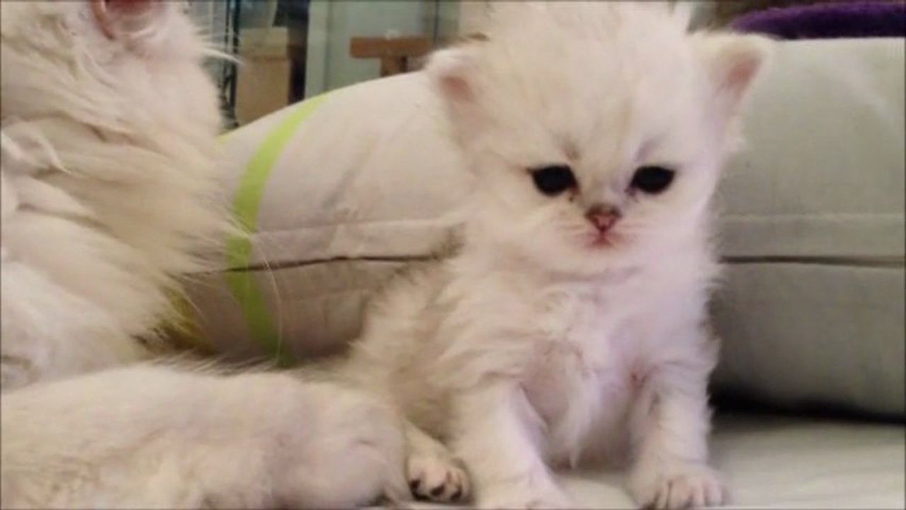 Irine de Silver Gate - Chaton Persan Black Silver Shaded