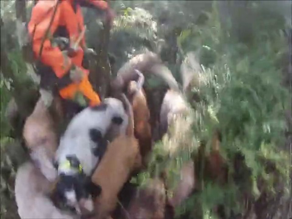 Chasse au sanglier dans l'Hérault. Causse.