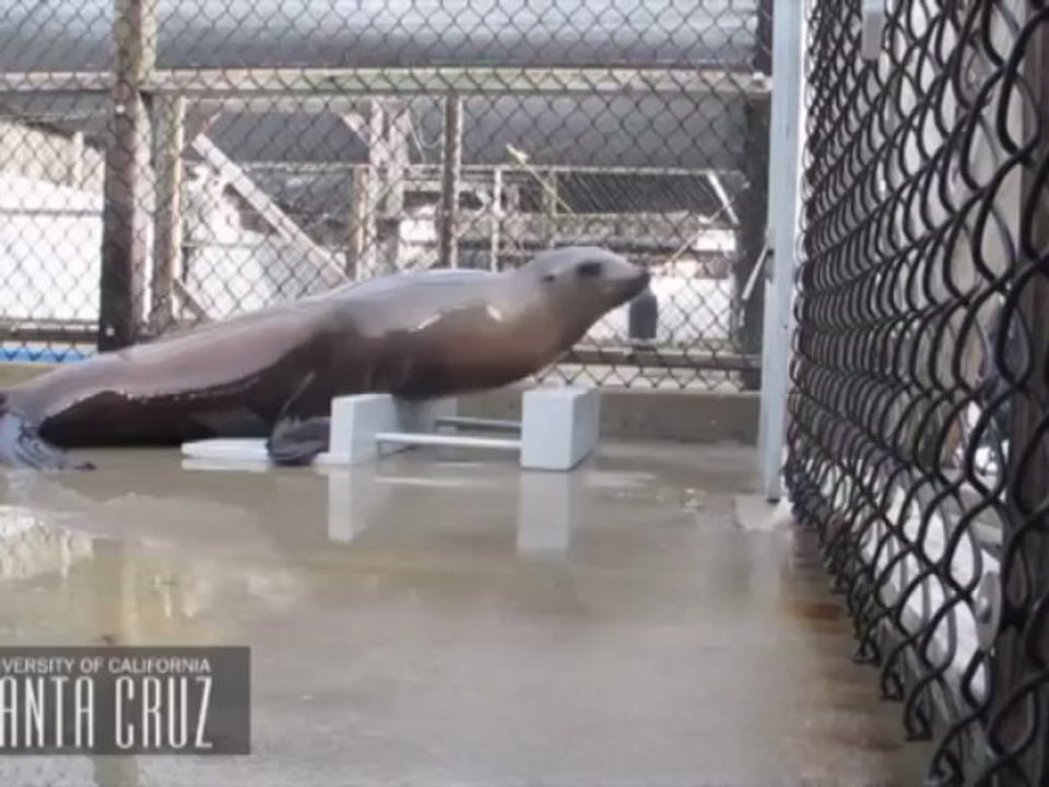 Un león marino demuestra que no solo loros y aves pueden bailar