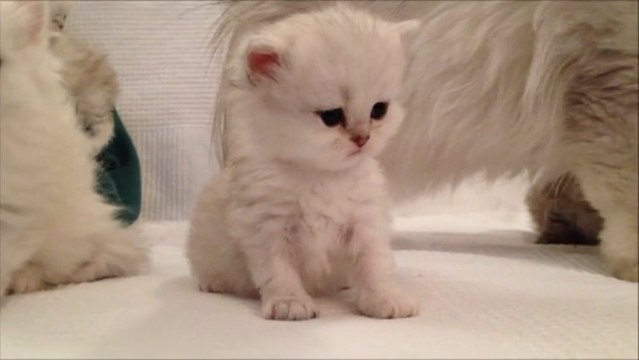 Ivan de Silver Gate - Chaton Persan Black Silver Shaded