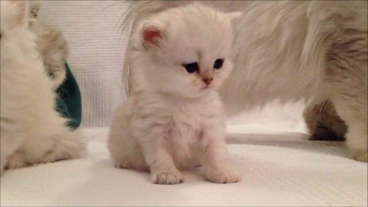 Ivan de Silver Gate - Chaton Persan Black Silver Shaded